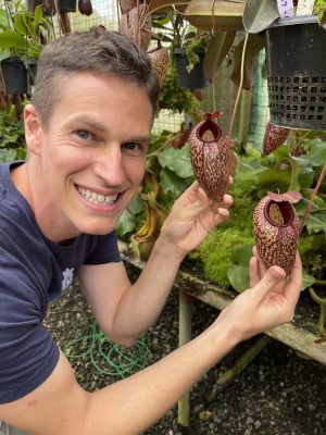 Nepenthes peltata x aristolochioides BE-4633 for sale