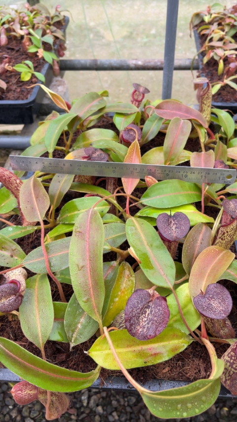 N. boschiana x klossii BE-4530 for sale