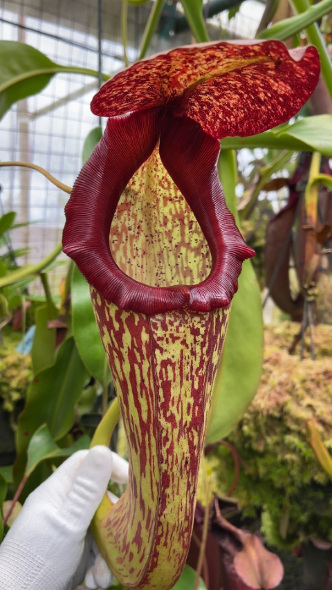 N. boschiana x klossii BE-4530 for sale