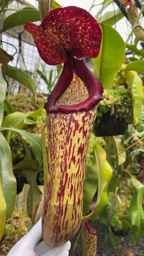 N. boschiana x klossii BE-4530 for sale