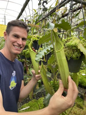 N. maxima – Sulawesi wavy-leaf – assorted clones: BE-4081 for sale