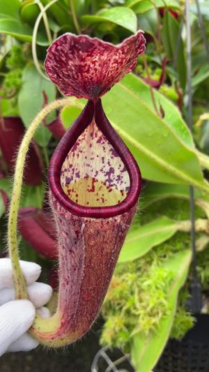 N. glandulifera – assorted clones: BE-3766 for sale