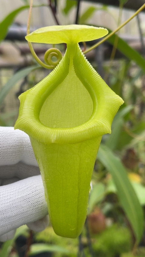 Nepenthes burkei x flava BE-4046 for sale