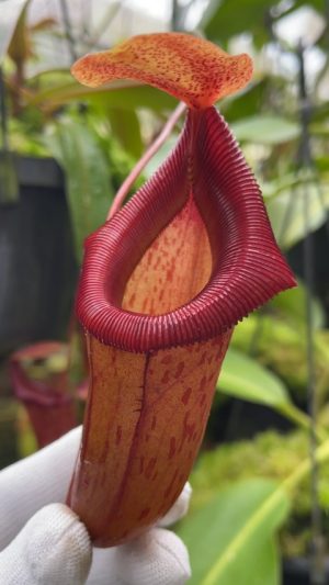 Nepenthes burkei x flava BE-4046 for sale