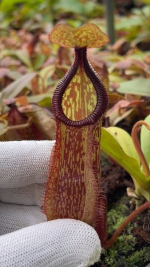 Nepenthes hamata x maxima – assorted clones BE-4689 for sale