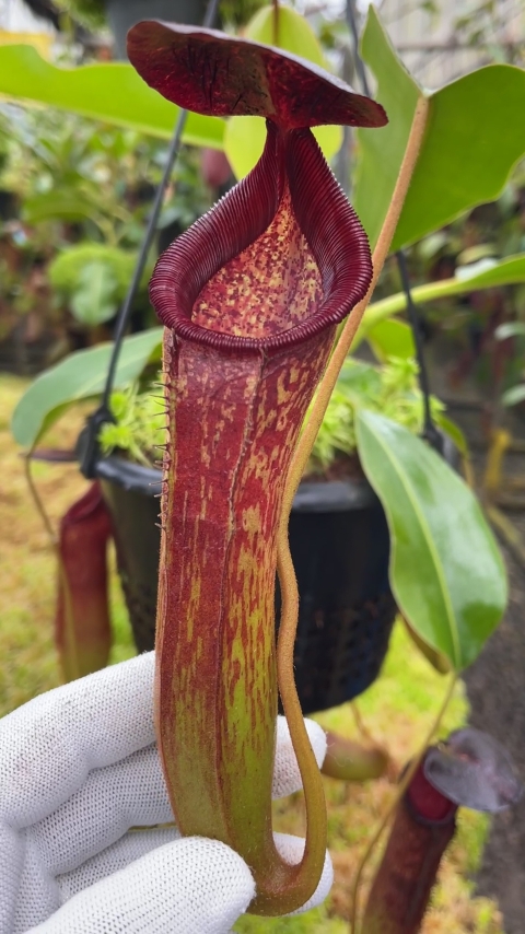 Nepenthes klossii x lowii BE-4634 for sale