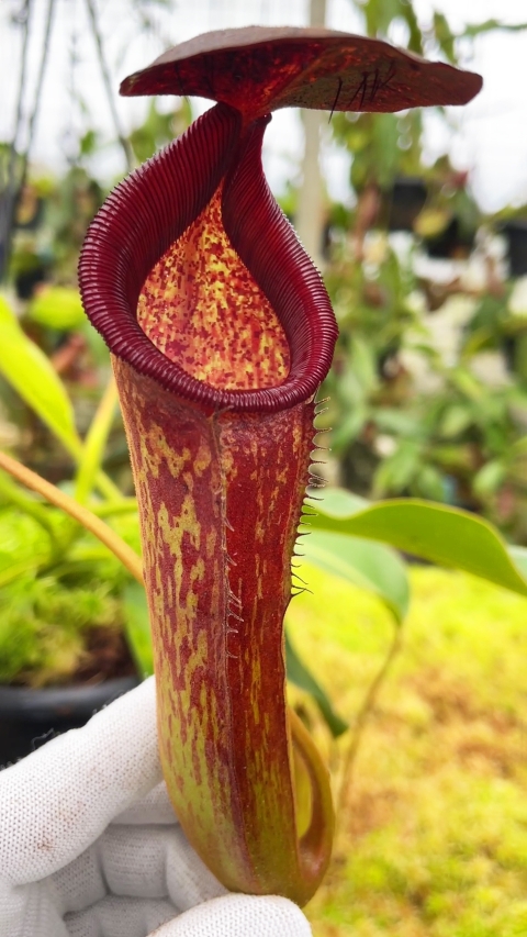 Nepenthes klossii x lowii BE-4634 for sale