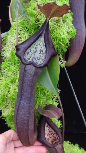 maxima x ramispina – best selected clone BE-3740