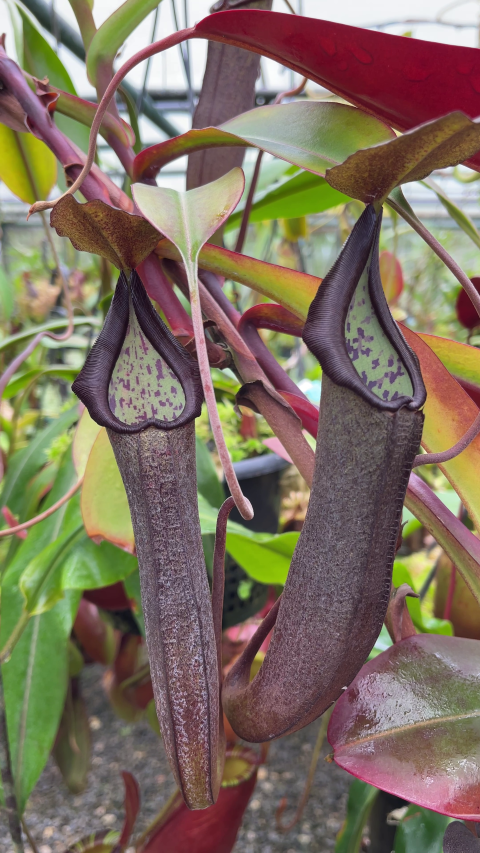 maxima x ramispina – best selected clone BE-3740