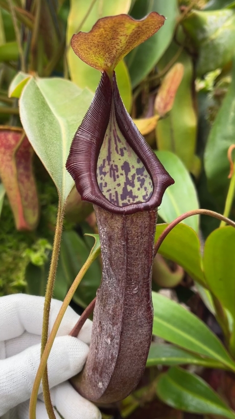 maxima x ramispina – best selected clone BE-3740