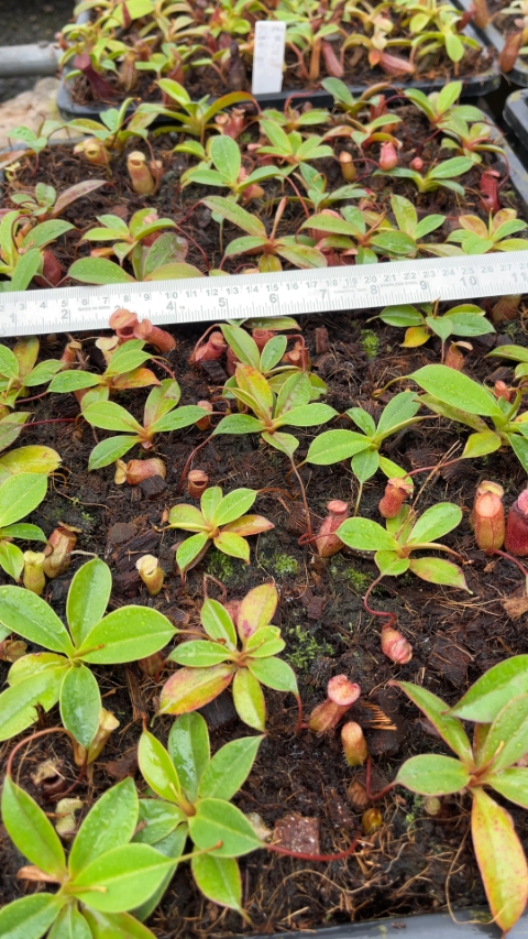 Nepenthes sibuyanensis x attenboroughii BE-4579 for sale (2)