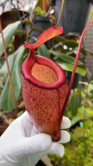 Nepenthes sibuyanensis x attenboroughii BE-4579 for sale (2)