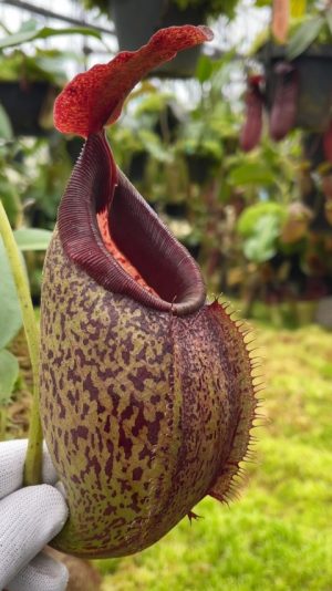 Nepenthes spathulata x aristolochioides BE-4077 for sale