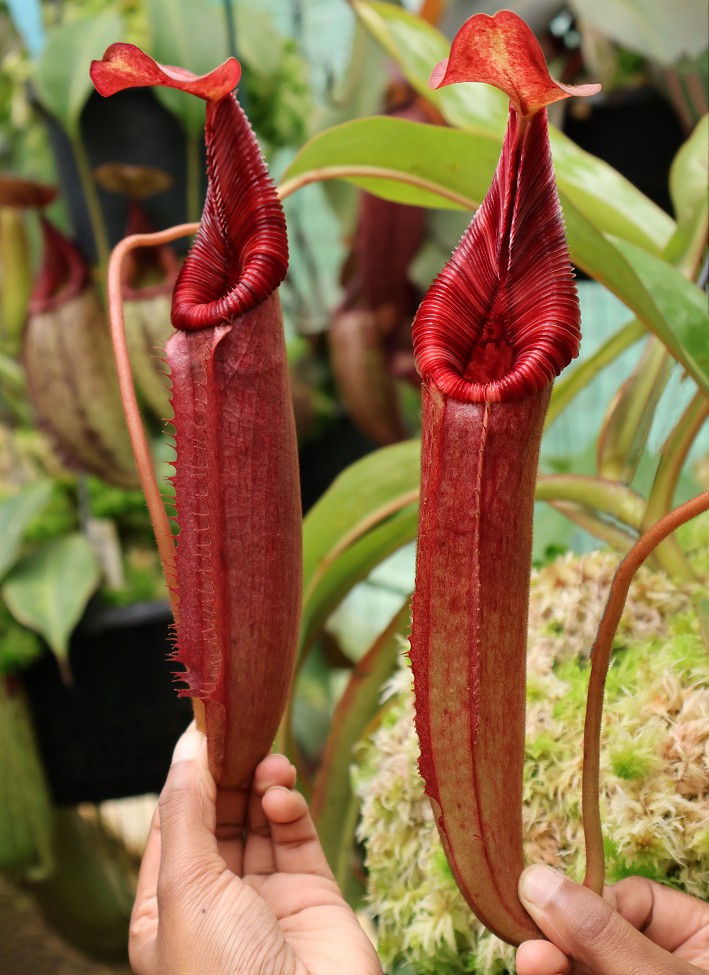 Nepenthes (veitchii x lowii) x (burbidgeae x edwardsiana) BE 3980 - Image 5