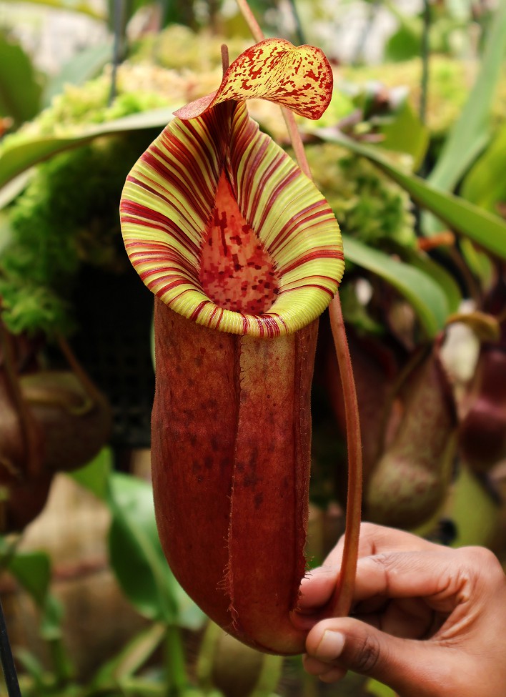Nepenthes (veitchii x lowii) x (burbidgeae x edwardsiana) BE 3980 - Image 4