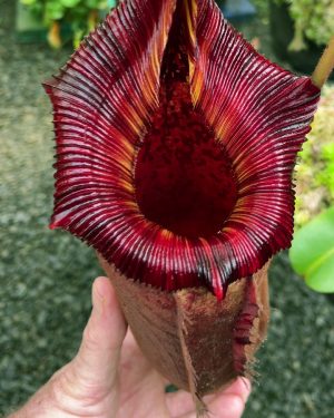 Nepenthes (veitchii x lowii) x (burbidgeae x edwardsiana) BE 3980