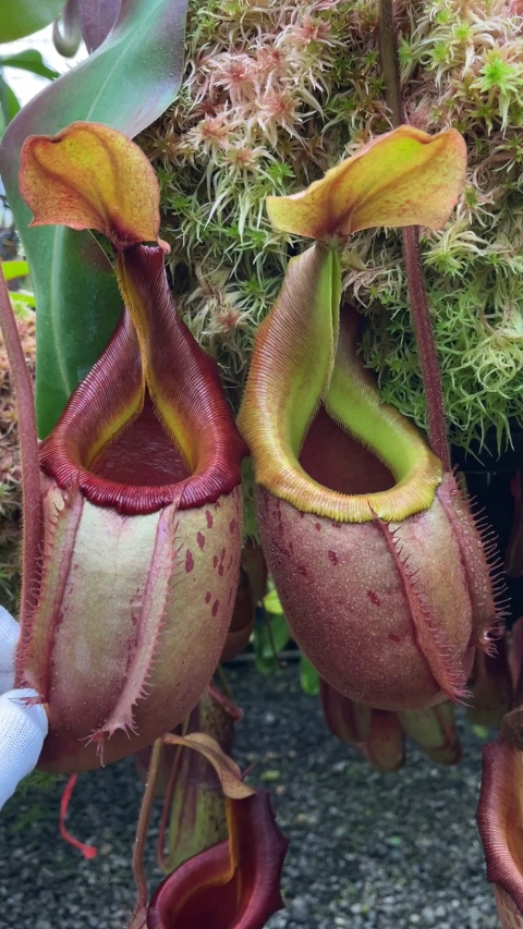 Nepenthes veitchii x mira – assorted clones BE-3696 for sale
