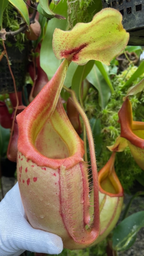 Nepenthes veitchii x mira – assorted clones BE-3696 for sale