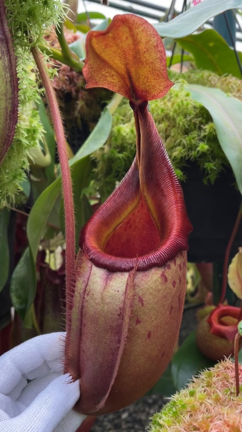 Nepenthes veitchii x mira – assorted clones BE-3696 for sale