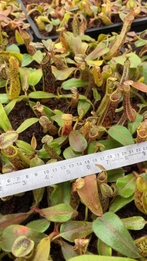Nepenthes (veitchii x platychila) x platychila BE-4072