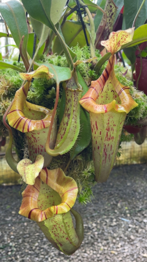 Nepenthes (veitchii x platychila) x platychila BE-4072
