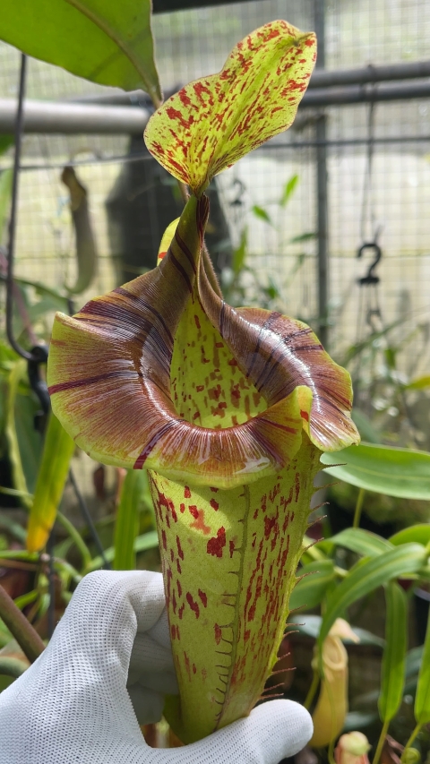 Nepenthes (veitchii x platychila) x platychila BE-4072