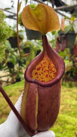 robcantleyi x palawanensis BE-4591 for sale