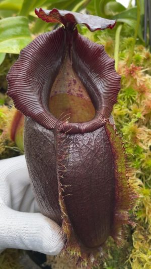 N. spathulata x gymnamphora – best selected clone: BE-3422