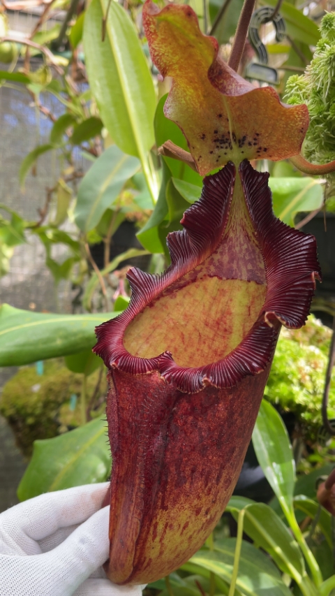 N. maxima x ‘trusmadiensis’ - selected clones: BE-3709 LARGE