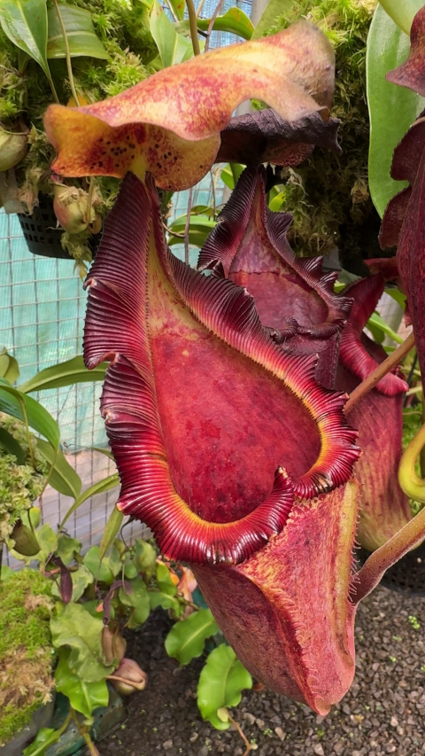 N. maxima x ‘trusmadiensis’ - selected clones: BE-3709 LARGE