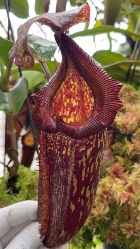 N. maxima x ‘trusmadiensis’ - selected clones: BE-3709 LARGE