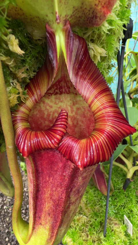 N. maxima x ‘trusmadiensis’ - selected clones: BE-3709 LARGE