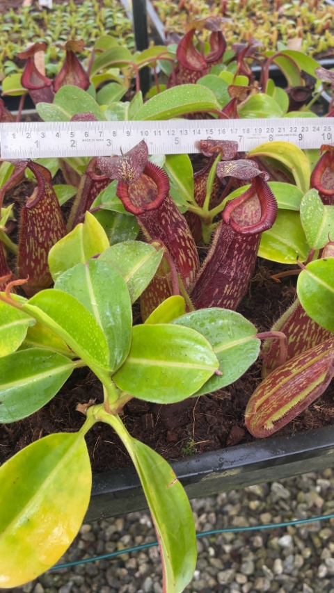 N. maxima x ‘trusmadiensis’ - selected clones: BE-3709 LARGE