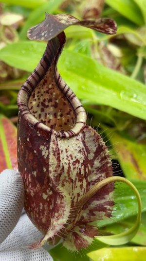 rafflesiana BE-3722 LARGE