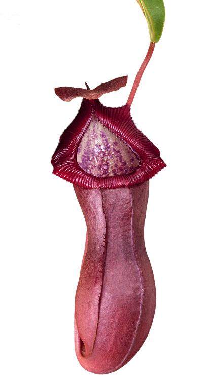 Nepenthes ‘Bill Bailey’ (N. singalana x ventricosa ) BE-3820