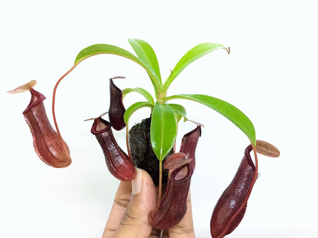 Nepenthes ‘Bill Bailey’ (N. singalana x ventricosa ) BE-3820