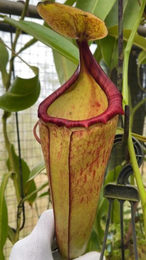 N. (veitchii x lowii) x samudera - assorted clones: BE-3844