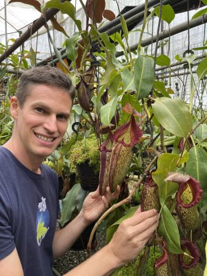 Nepenthes (maxima x talangensis) x robcantleyi BE-3959 for sale