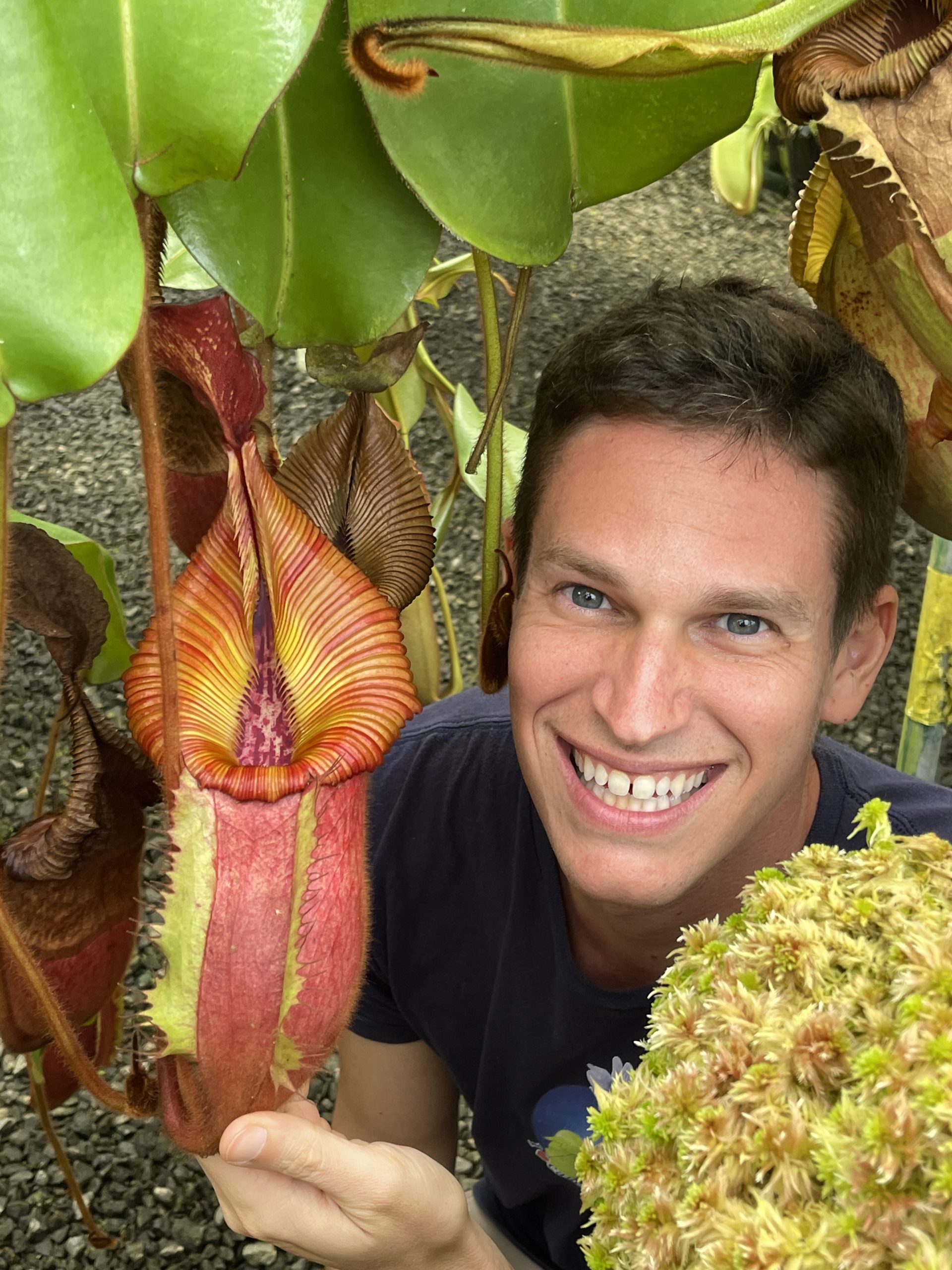 N. villosa x veitchii – seed grown: BE-4016