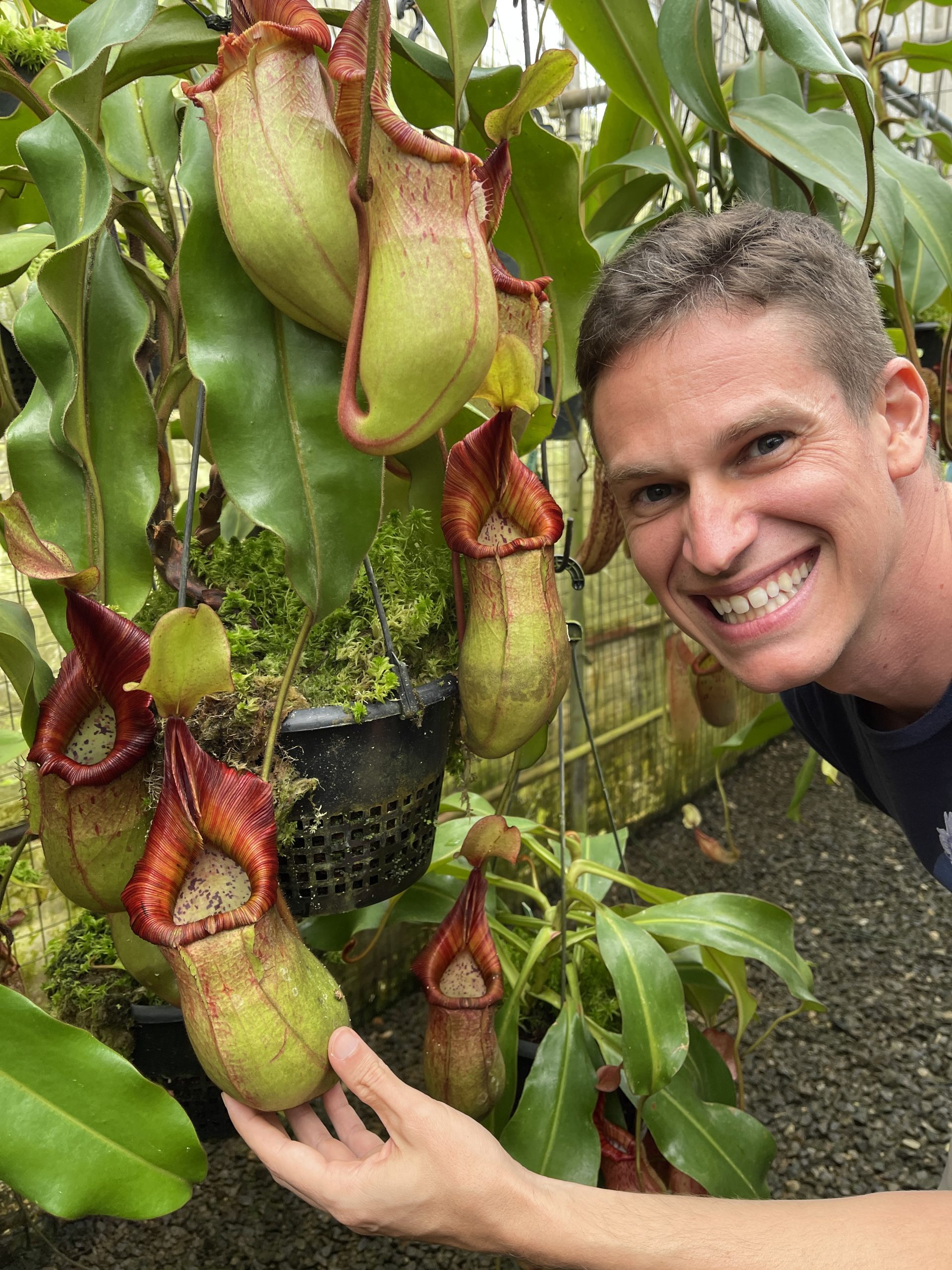 N. petiolata x veitchii - assorted clones: BE-4047 LARGE - Image 2