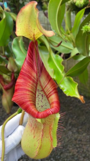 N. petiolata x veitchii - assorted clones: BE-4047 LARGE