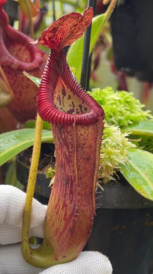 N. glandulifera x edwardsiana - selected clones: BE-4617