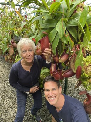 Nepenthes 'Diana' (N. ampullaria x (sibuyanensis x ventricosa)) BE-4699