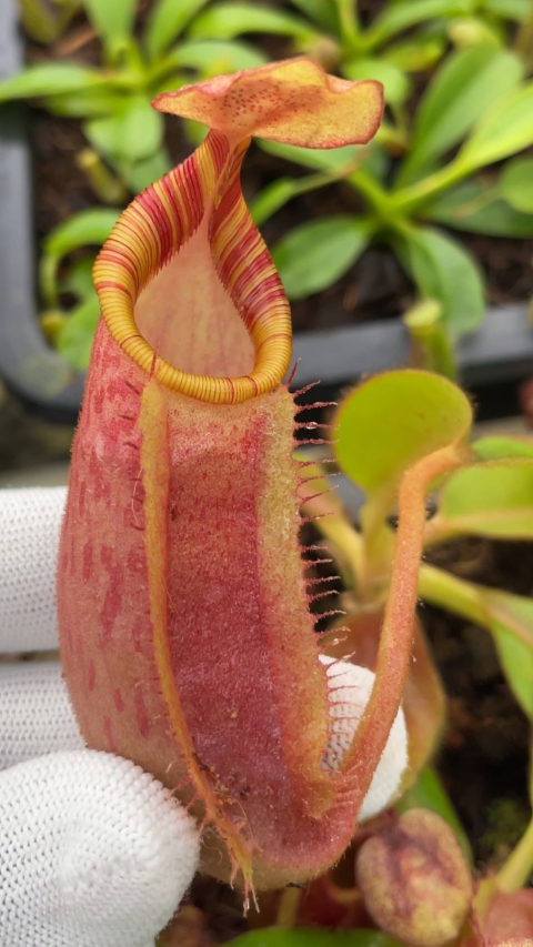 N. veitchii x ephippiata BE-4708