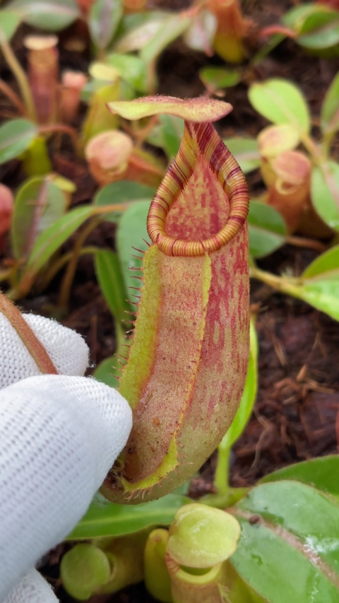 N. veitchii x ephippiata BE-4708