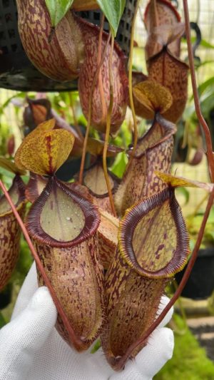 Nepenthes hamata x tenuis – assorted clones: BE-4709
