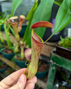 Nepenthes khasiana BE-3098 for sale