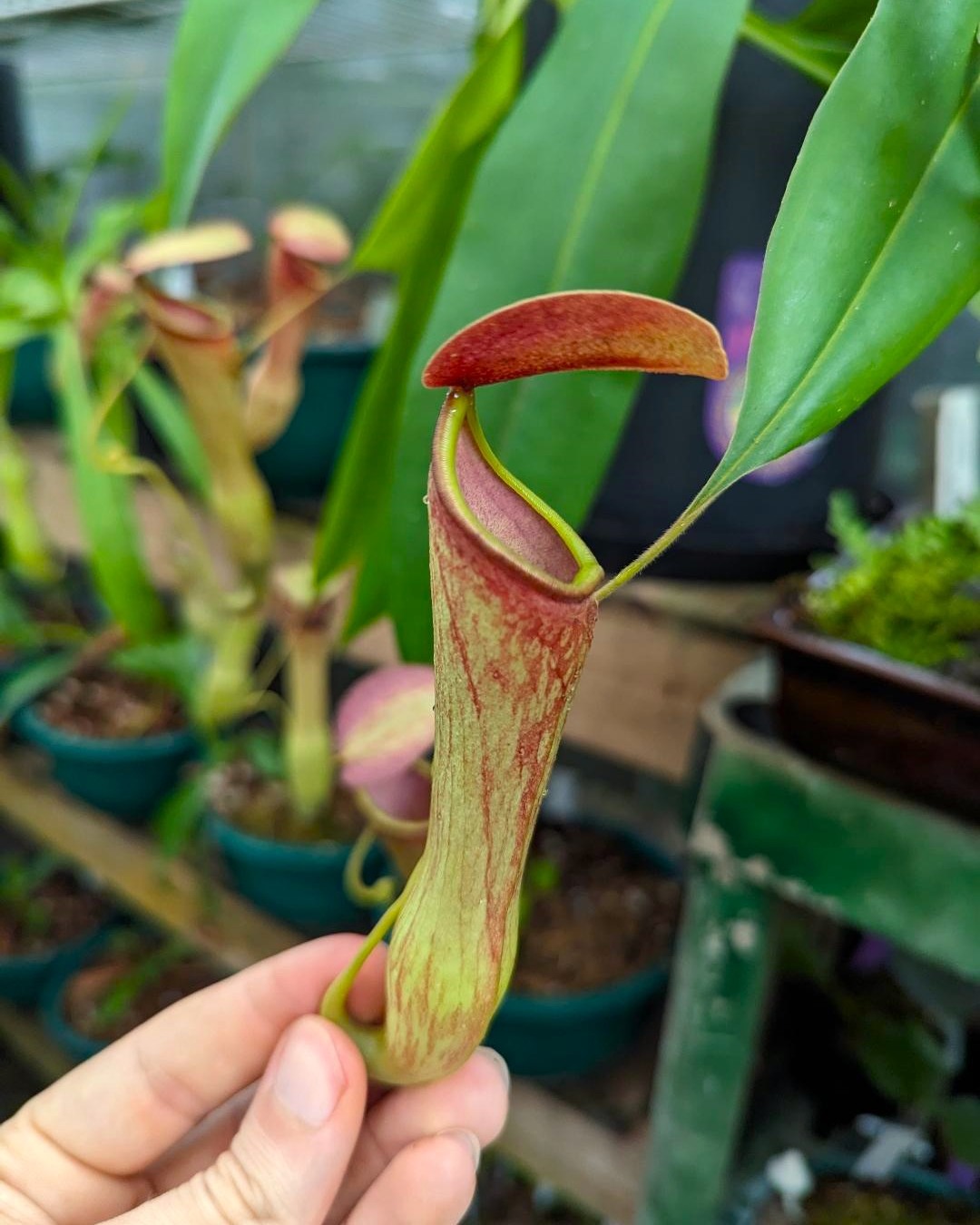 Nepenthes khasiana BE-3098 for sale