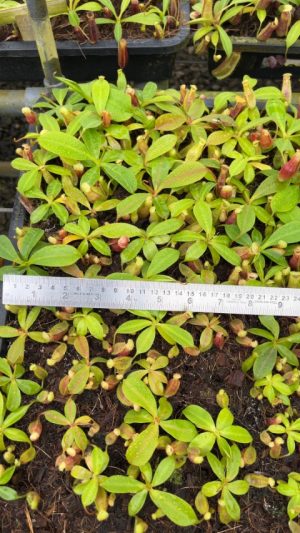 N. eustachya x ephippiata: BE-4695