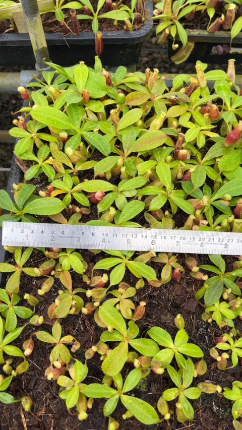 N. eustachya x ephippiata: BE-4695 - Image 2